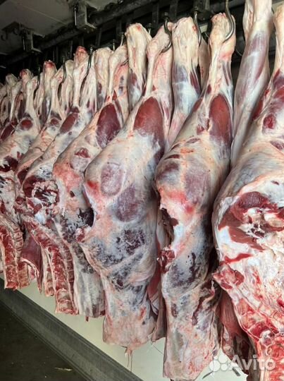 Мясо Свинина Баранина Говядина Куры