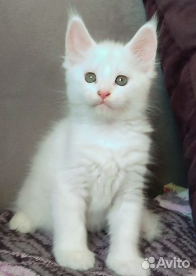 Мейн-кун кошечка, Донецк, днр