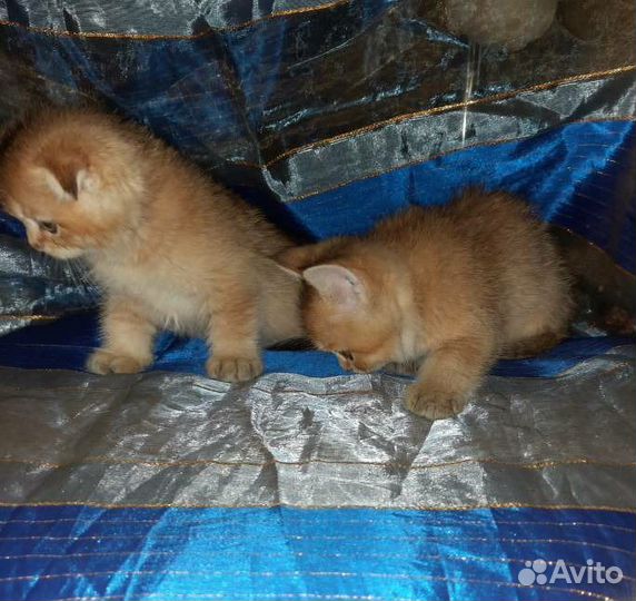 Вислоухие и прямоухие золотые котята