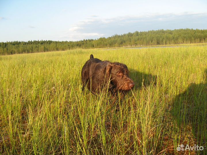 Отдам дратхаара