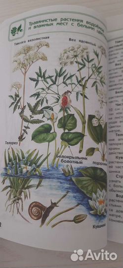 Зелёные страницы