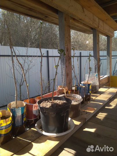 Черная смородина (черенки)