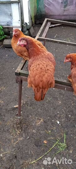 Куры молодки