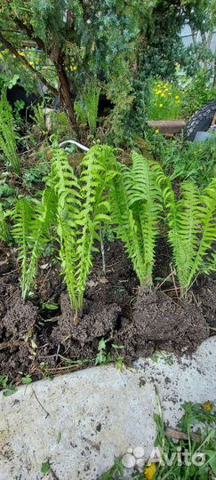 Папоротник