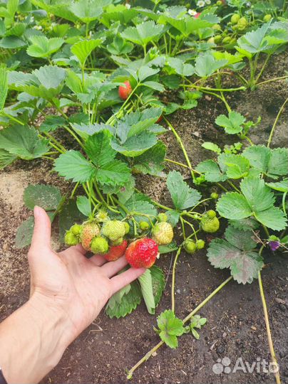 Рассада усы клубники виктория крупная