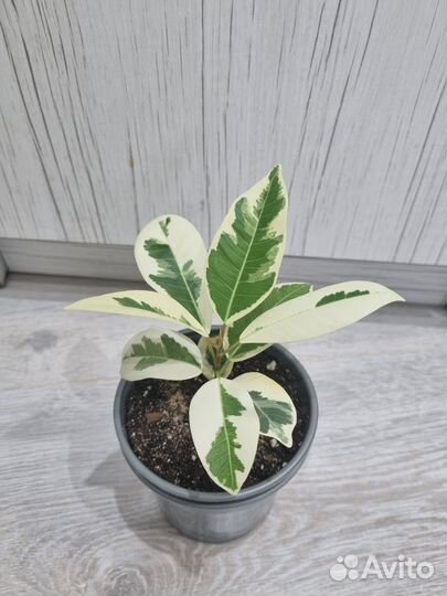 Фикус альбомаргината