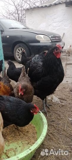 Петух Джерсийский гигант