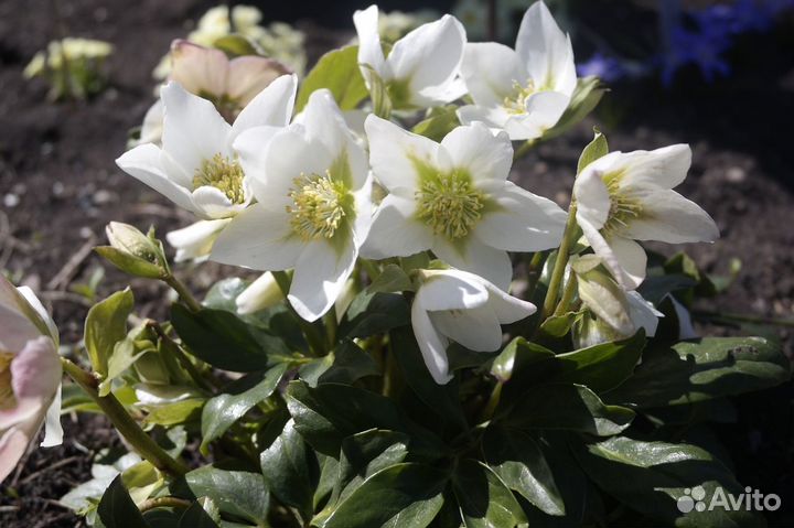 Морозники Пионы Руэллия