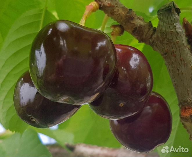 Саженцы черешни 2х,3х-4х летние зкс