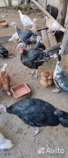 Индюки и петух молодые крупные