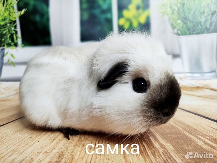 Морские свинки разные(самки и самцы)