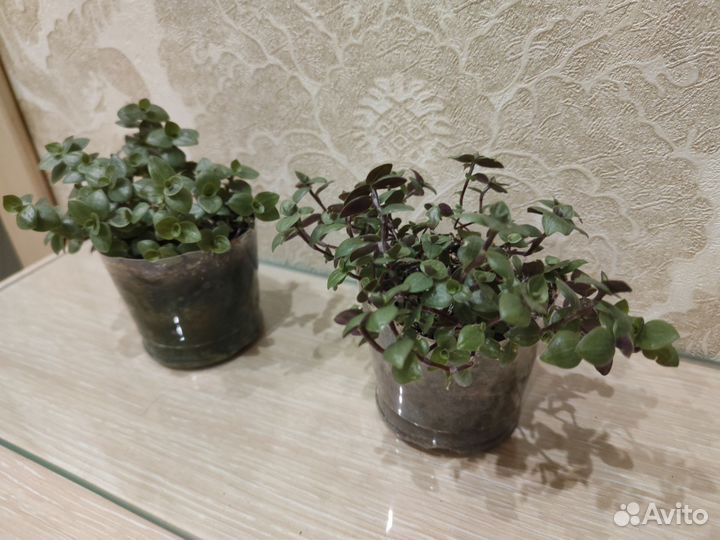 Каллизия ползучая