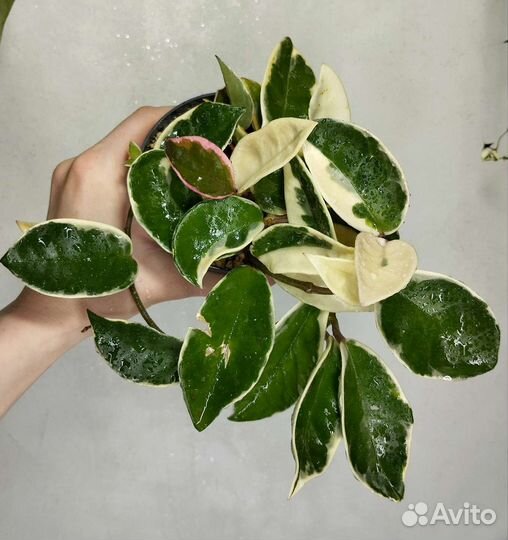 Хойя блек ливз,кримсон квин,вайетти,сансевьерия