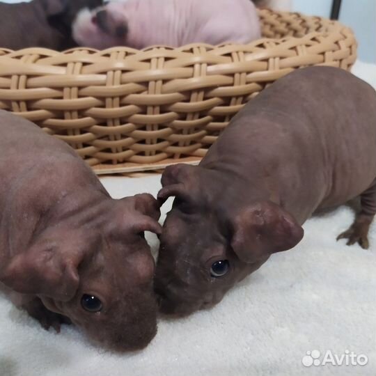 Мини бегемотики