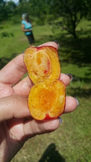 Участок 20 сот. (СНТ, ДНП)