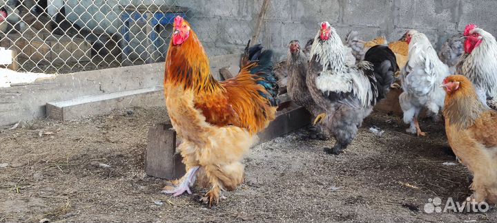 Молодые (11мес.) куры и петухи Брама