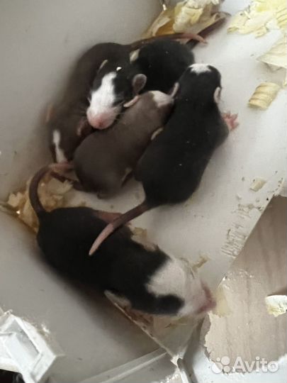 Декоративная крыса