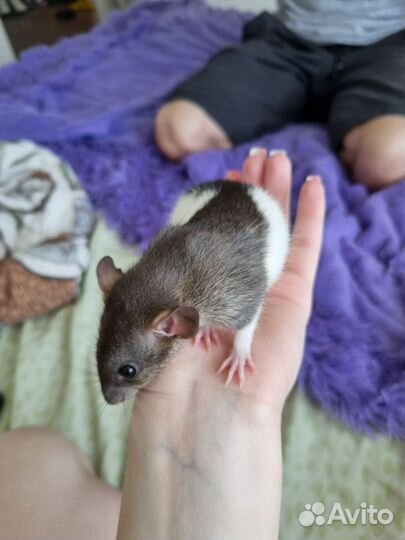 Клетка для крыс