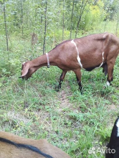 Коза нубийская