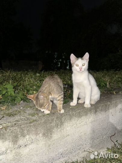 Кошка