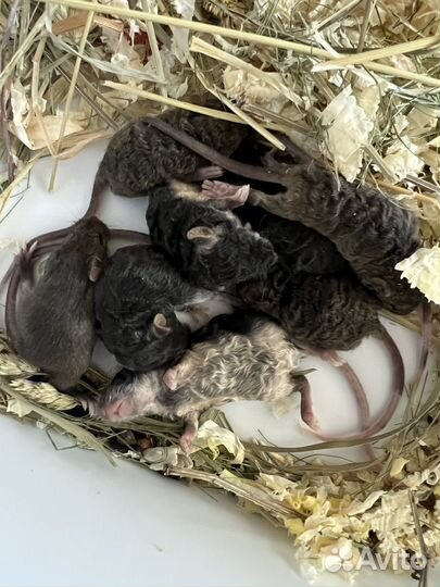 Декоративные мышки