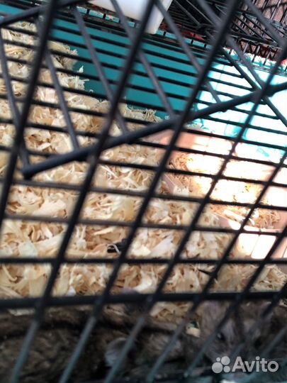 Джунгарский хомяк с клеткой бесплатно