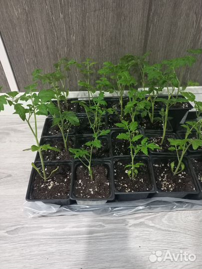 Рассада помидор среднекрупных томатов и черри