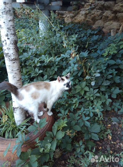 Котик в добрые руки, в дар