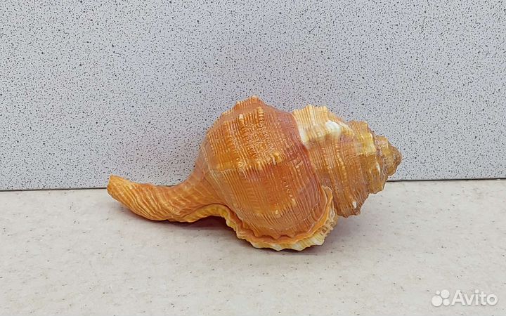 Циматиум Пурам 10,7 морская ракушка раковина