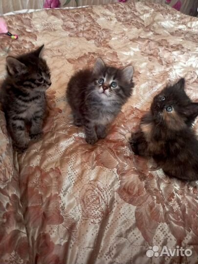 Котята - рысята