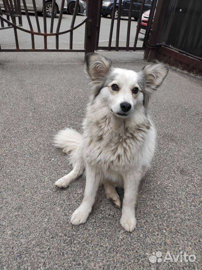 Собака. Белоснежка. Ставрополь. Ищем мам и пап