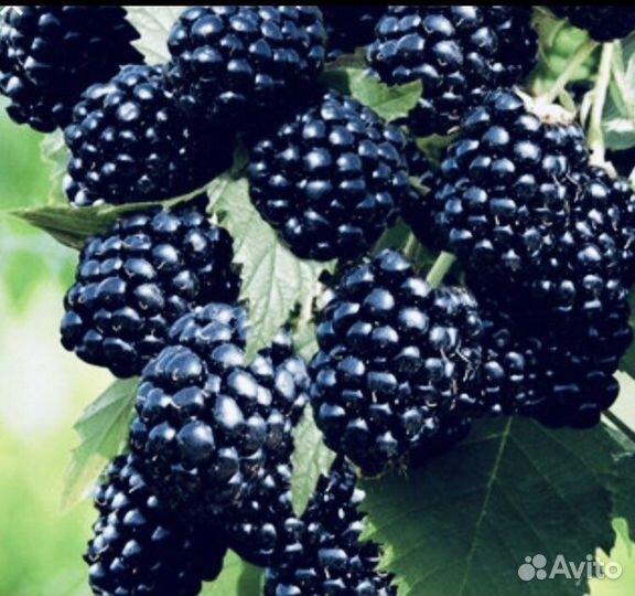 Ежевика лох тей