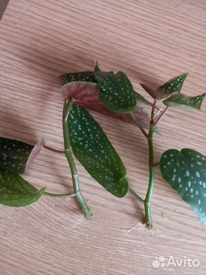 Бегония Макулата