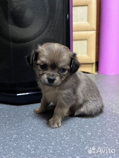 Щеночки Чихуа