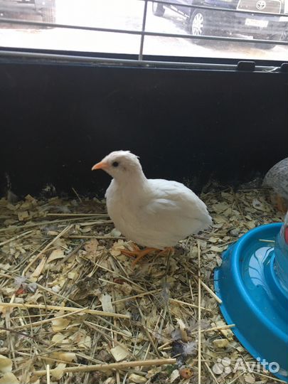 Китайские расписные перепела