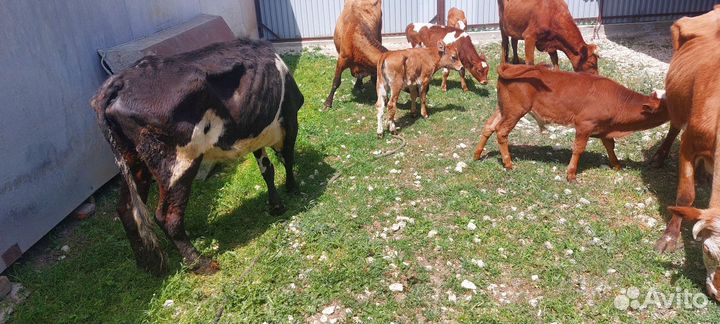 Корова с теленком