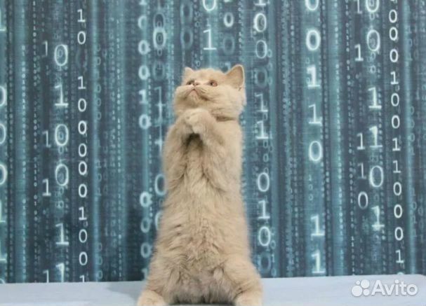 Шикарный лиловый котик Рамон