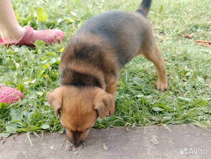 Щенок в добрые руки