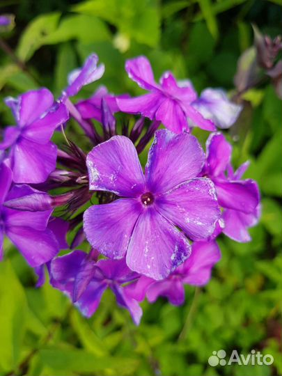 Флоксы сортовые