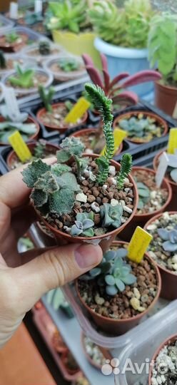 Суккуленты 