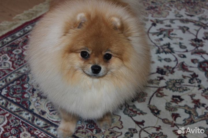 Вязка с инструктором