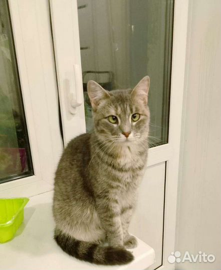 Кошка Люся ищет дом