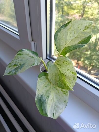 Эпипремнум хеппи лиф