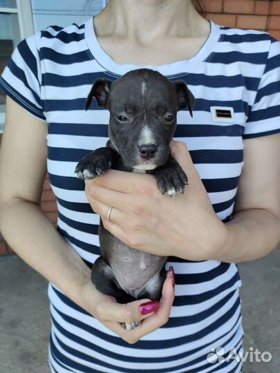 Щенки американского питбуля