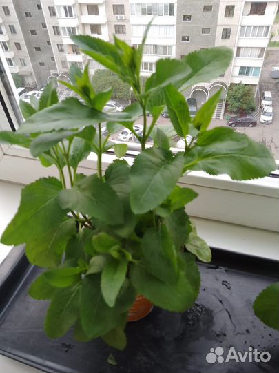 Вероника синяя (многолетник)