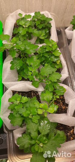 Хризантема