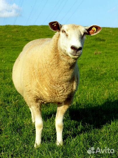 Овцы бараны