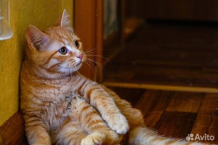 Очаровательная красотка Фанта