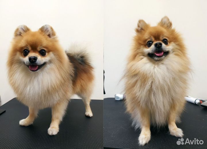 Груминг собак, стрижка, экспресс линька