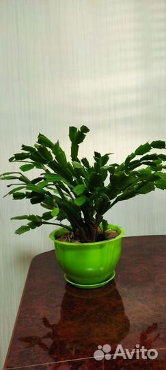 Цветок декабрист